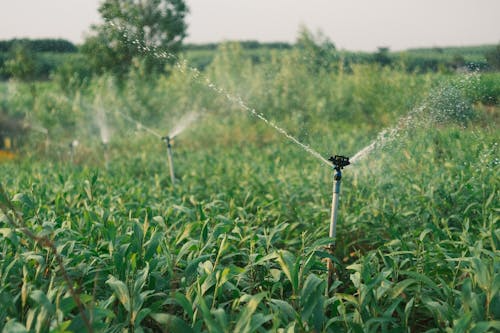 Sprinkler irrigation watering crops in the field