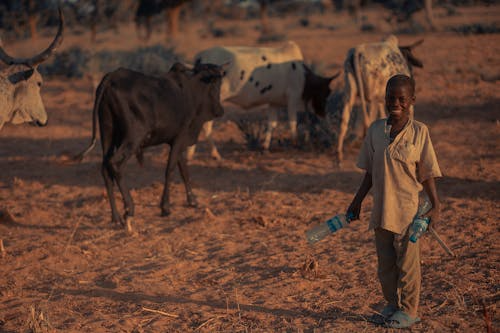 Youth with water bottles near grazing cattle in a rural landscape