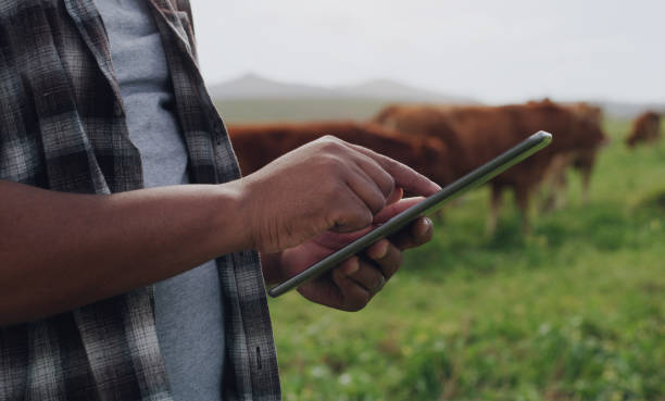 Farmer using a tablet in a pasture with cattle
