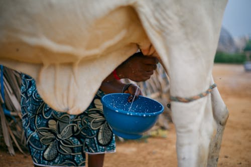 Farmer milking a cow into a blue bowl