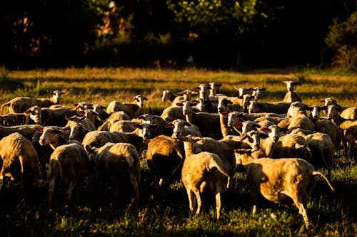Sheep flock — livestock keeping in the field