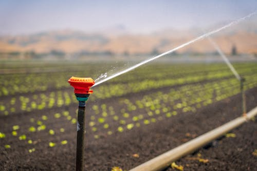 Sprinkler irrigation watering rows of young crops in the field