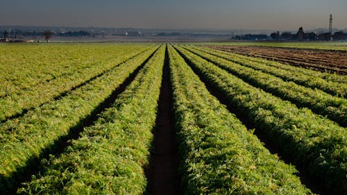 Green crop rows in sustainable agriculture