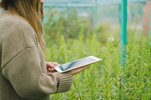 Farmer training with digital tools in the nursery