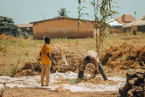 Family working with harvested crops in the village