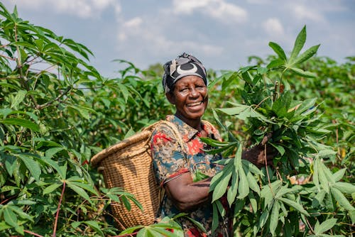 Woman farmer smiling while harvesting in a green cassava field